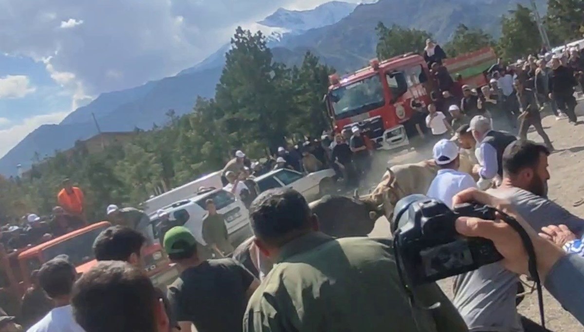 Boğalar demir kapıyı kırdı