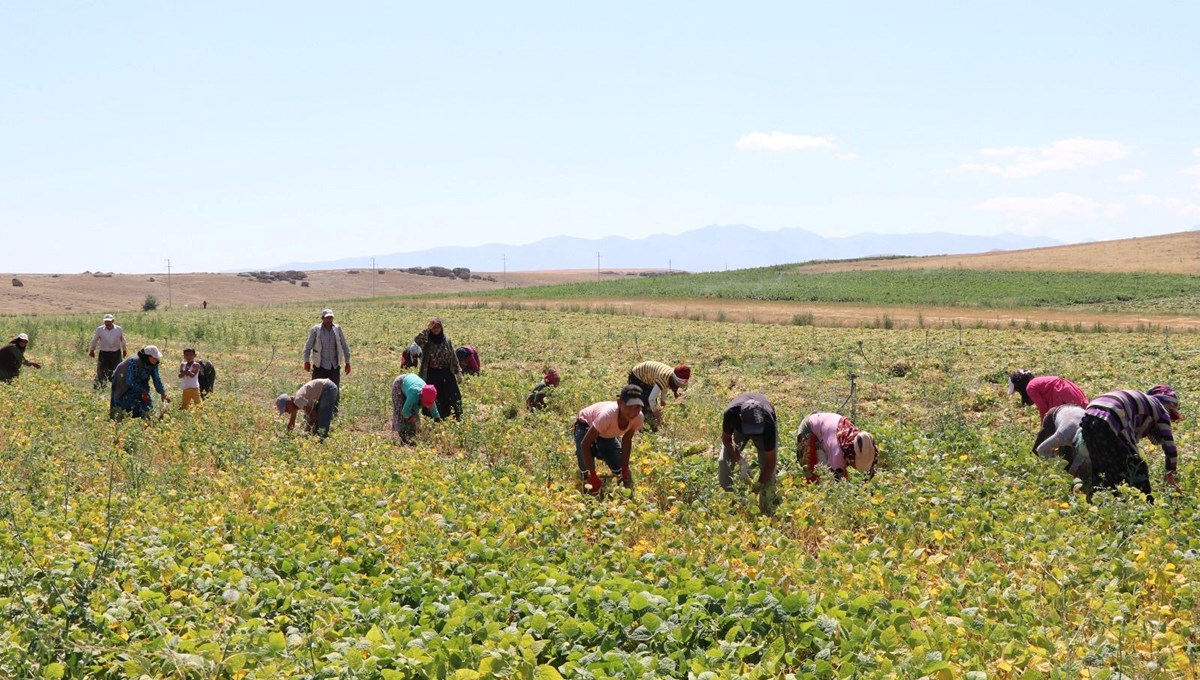 Sofraların altını olarak biliniyor: Rekolte beklentisi 52 bin ton
