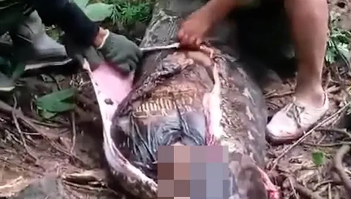 5 metrelik piton kadını yuttu! Cesedi midesinden çıkarıldı 5 metrelik piton kadını yuttu! Cesedi midesinden çıkarıldı