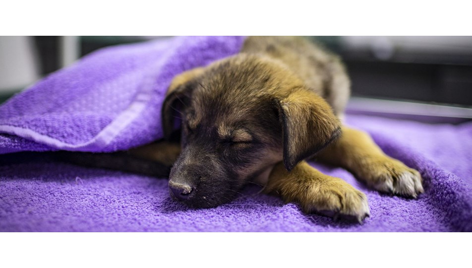 Ankara'da zehirlenen köpeklerden 7'si hayata tutundu