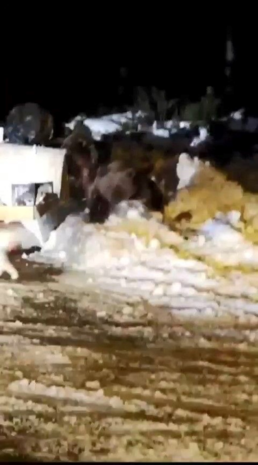 Uludağ’da kış uykusuna dalamayan ayı ailesi kendilerini
rahatsız eden köpeğe saldırdı - 2