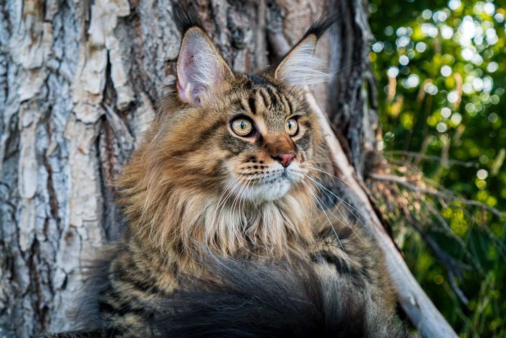 Bilim insanları en güzel ve en çirkin kedi türlerini açıkladı (Türkiye'ye özgü iki kedi türü listede) - 10