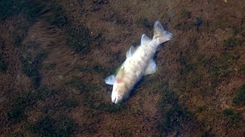 Uzungöl'de tedirgin eden balık ölümleri: İnceleme başlatıldı - 4
