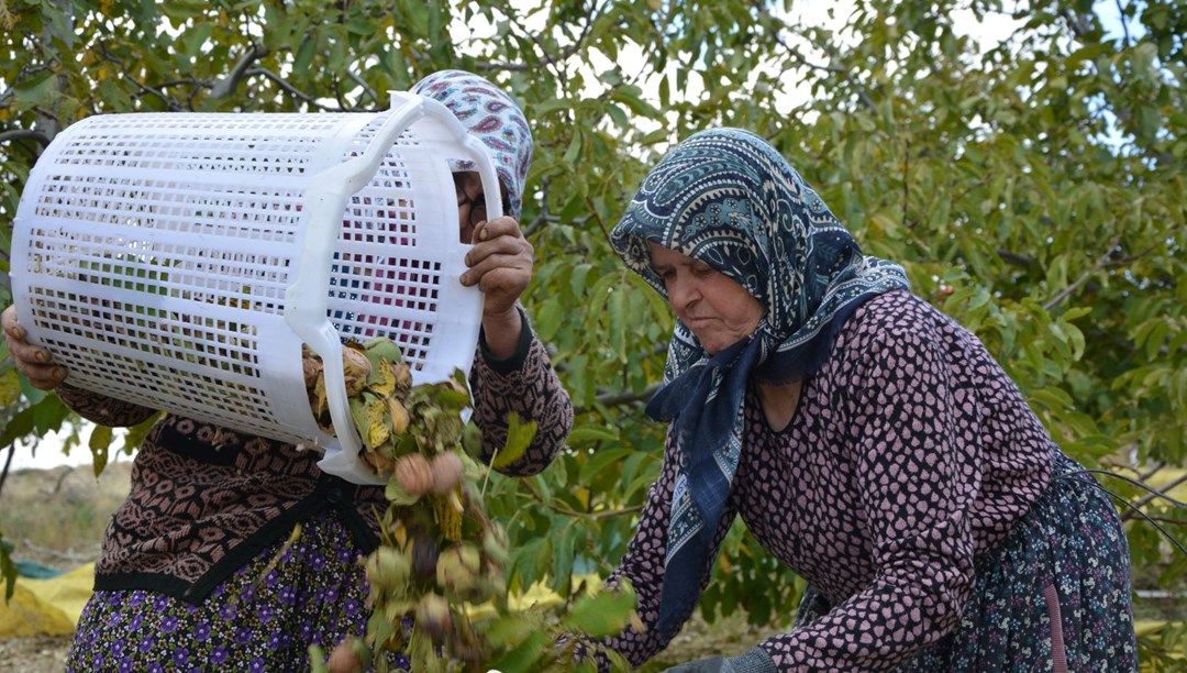 Sabah erken saatte hasadı başladı: 13 bin 400 dekar alanda üretiliyor