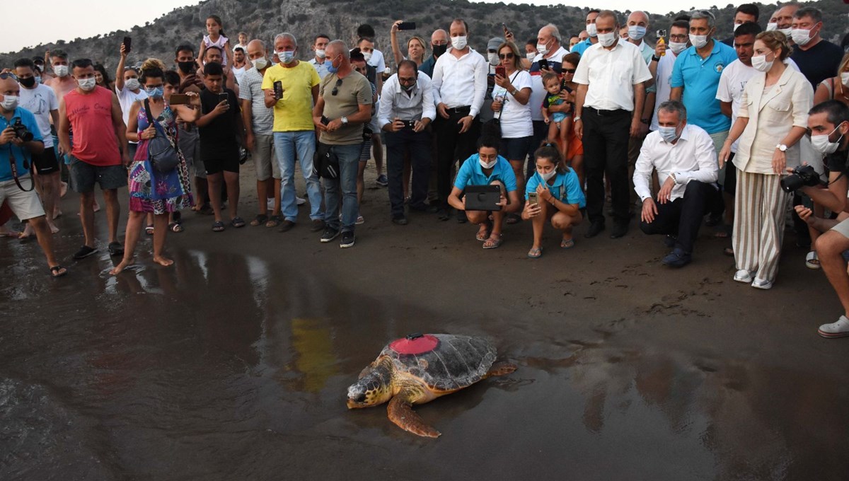 Tedavi edilen 4 caretta caretta ile 25 yavru denizle buluştu