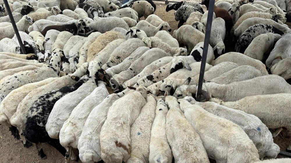 Kurbanlık alırken dikkat: Tuz ve sumak koyunları şişkin gösteriyor - 6