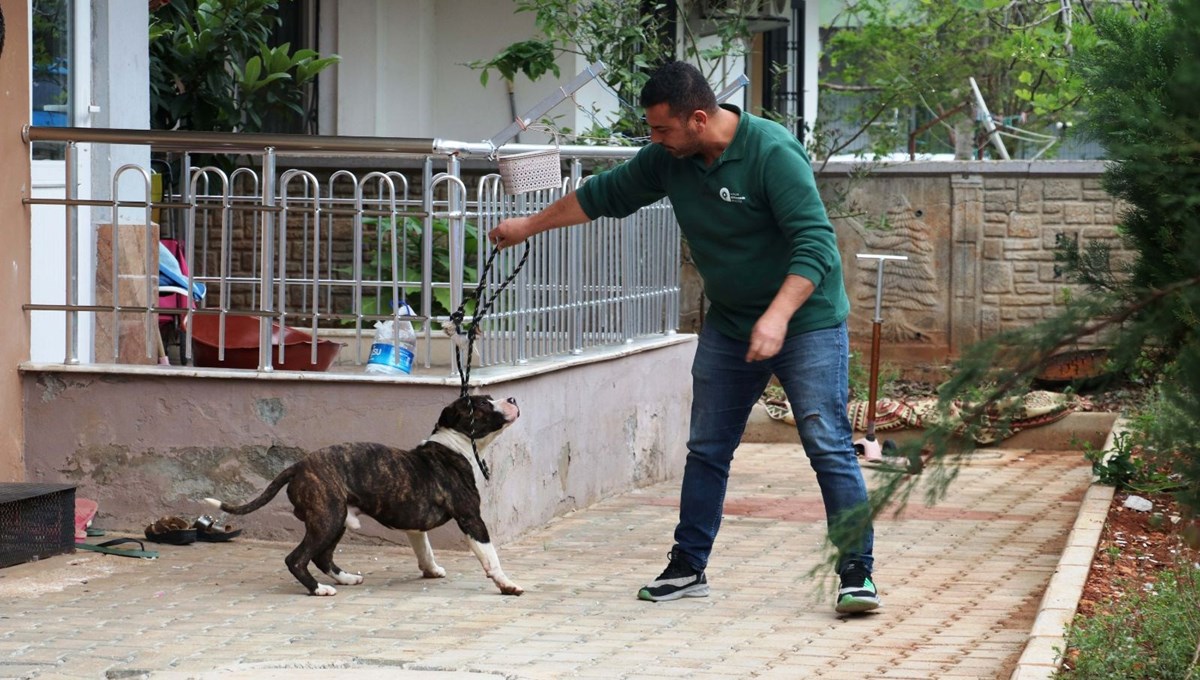 Dört saatlik 'pitbull' esareti