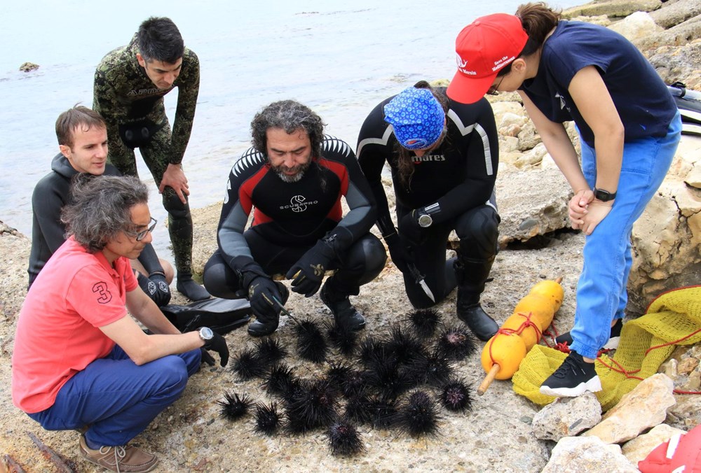 Akdeniz'de dikenli zehirli istilacı deniz kestanesi tehlikesi - 1