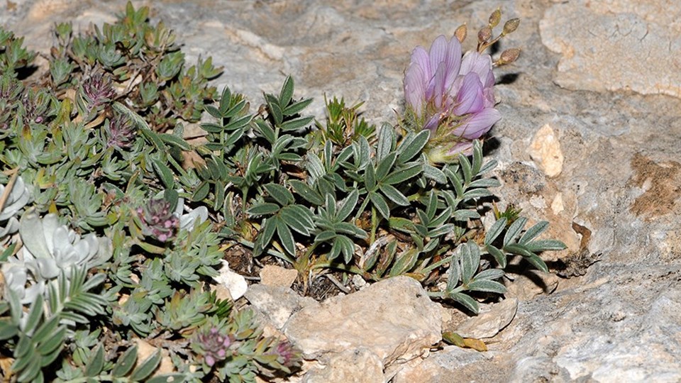 Erzurum'da yeni bitki türü bulundu - 1