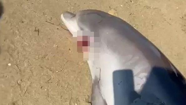 Ölü yunus karaya vurdu