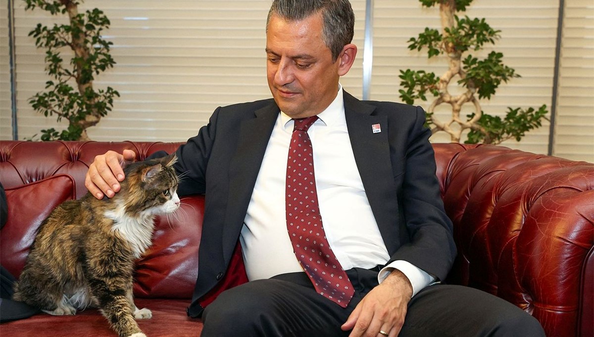 CHP'nin kedisi 'Şero' öldü CHP'nin kedisi 'Şero' öldü