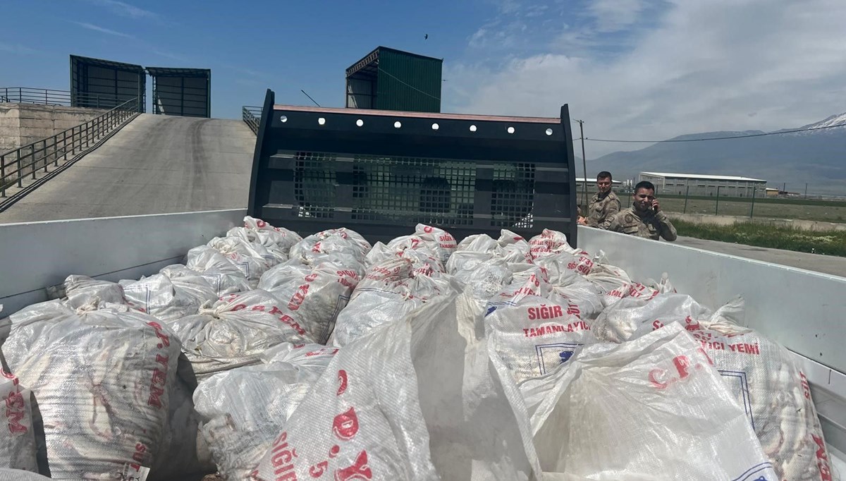 Ağrı'da 2 ton kaçak inci kefali ele geçirildi