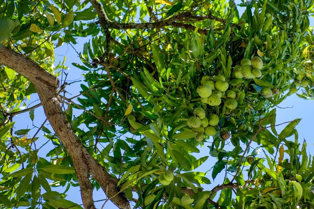 "Meyvelerin Kralı Olarak Tantanan: Yaşlanmayı yavaşlatan kritik özelliği keşfedildi!" 72