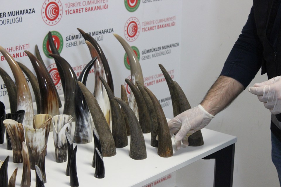 İstanbul Havalimanı'nda 310 bin lira değerinde 77 adet bufalo boynuzu ele geçirildi - 1