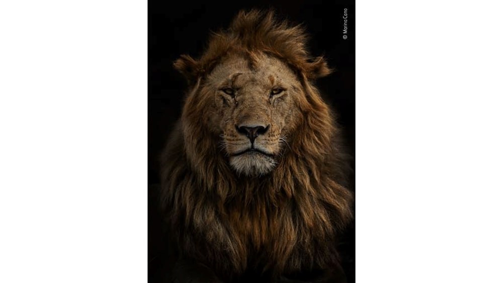 Yılın Vahşi Yaşam Fotoğrafı finalistleri belli oldu (Wildlife Photographer of the Year) - 16
