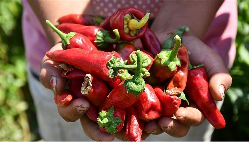 Maraş biberinde hasat başladı