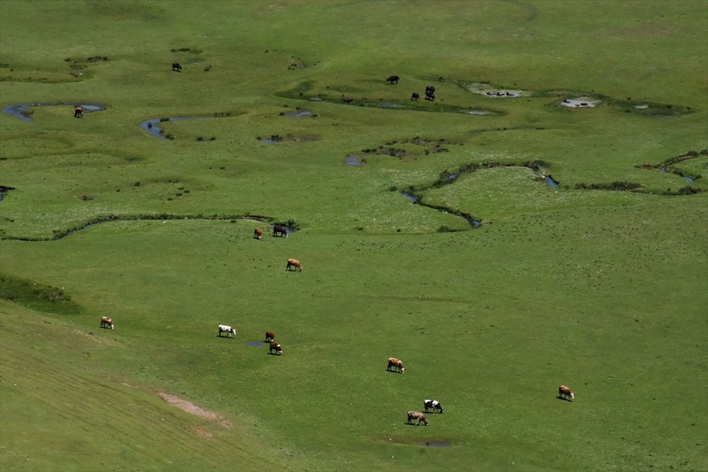 Karadeniz'in menderesleriyle ünlü Perşembe Yaylası doğaseverleri ağırlıyor - 19