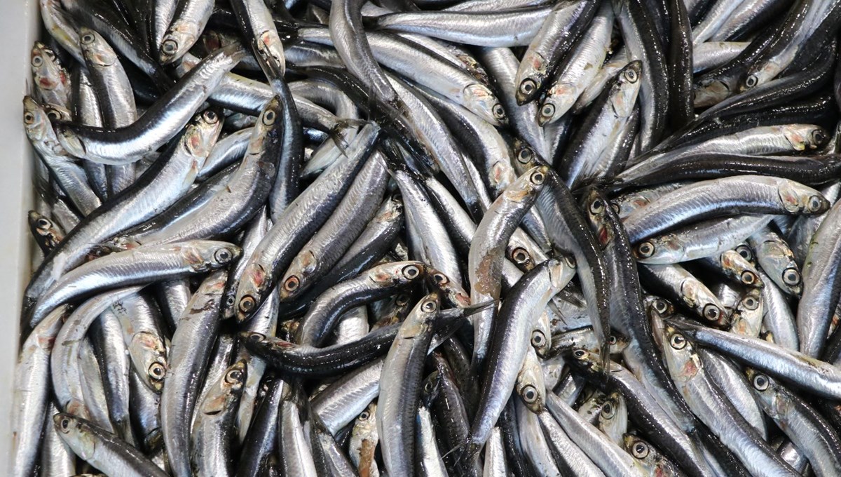 Ordu'da hamsinin kilogramı 200 lira