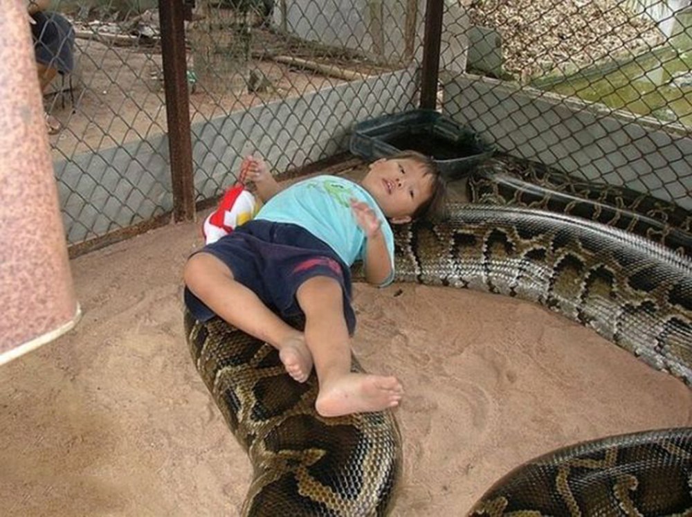 Ребенок держит змею. Московский зоопарк Анаконда питон. Питон в зоопарке. Удав в зоопарке. Мальчик в зоопарке.