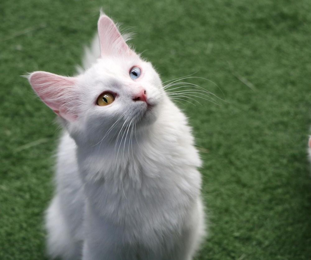 Kedi villası yeni kurallarla ziyarete açıldı Magazin Haberleri NTV
