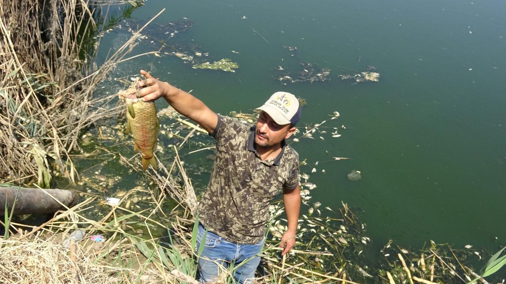 Menderes Nehri'nde binlerce ölü balık - 5