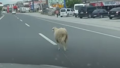 Kaçak kurbanlık trafiği birbirine kattı