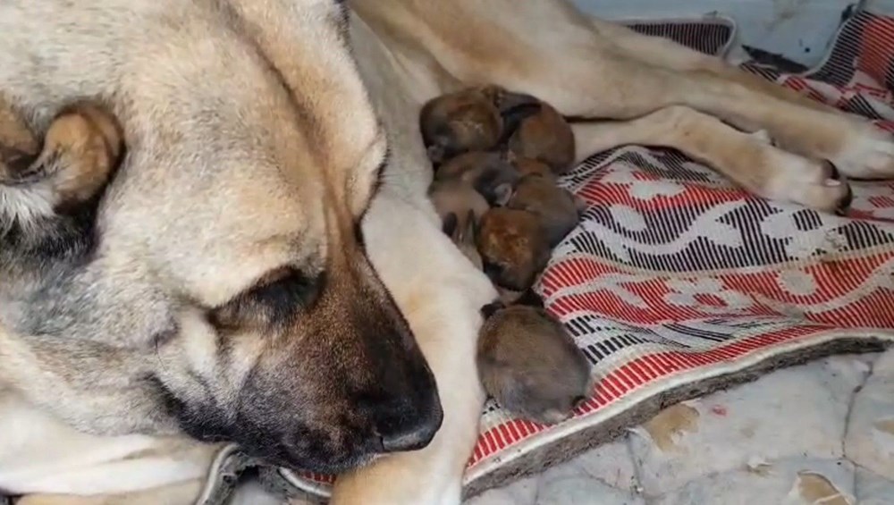 Yürek ısıtan anlar: Kangal köpeği, anneleri ölen 7 tavşanı emzirdi 72 uEmQzCRrhUOvL4dEbKF8PA