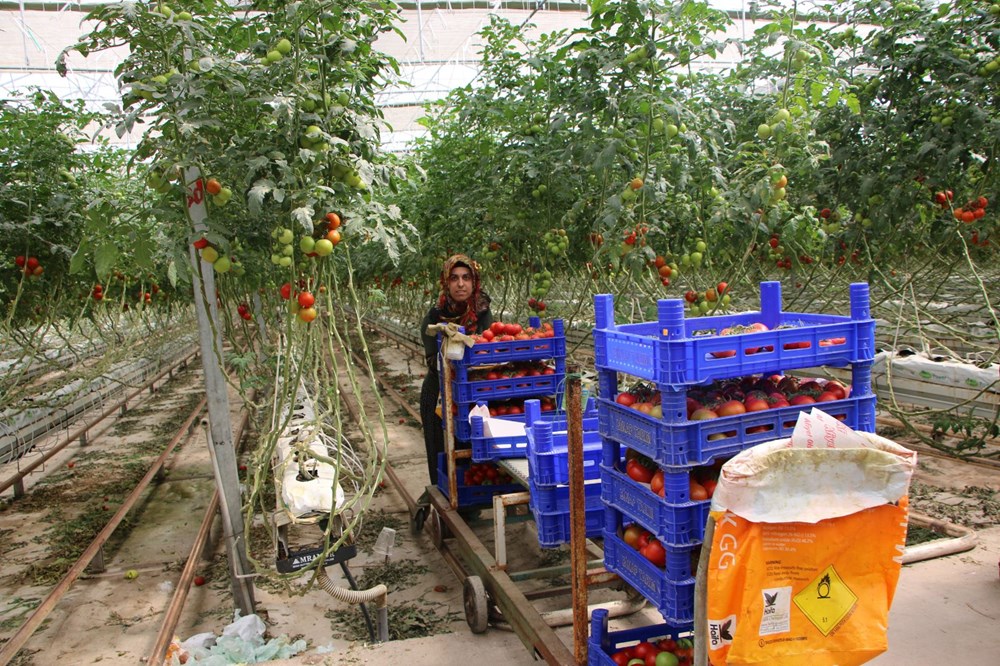 Elazığ'da topraksız tarım, kadınlara iş kapısı oldu - 12