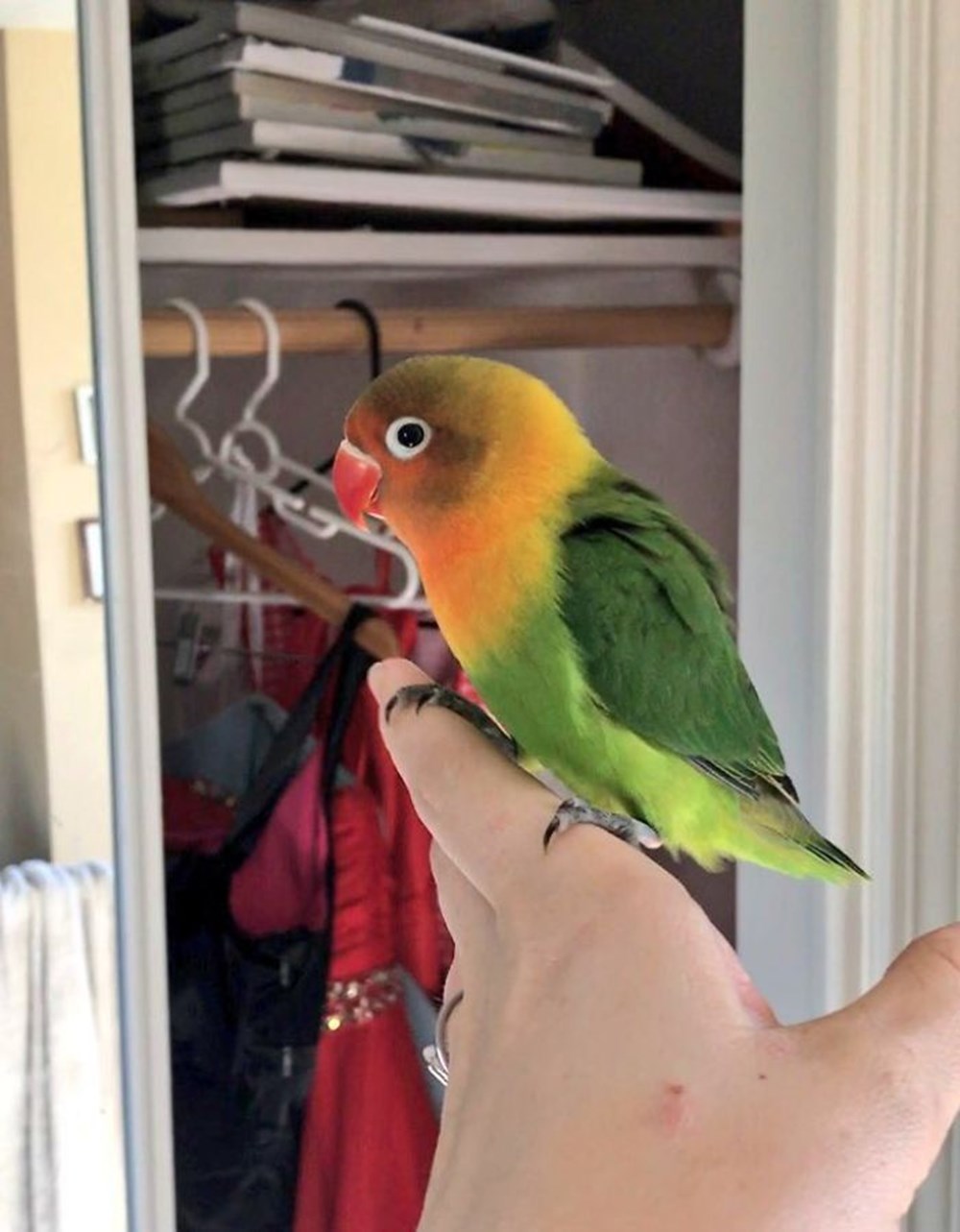 Можно ли заводить попугаев