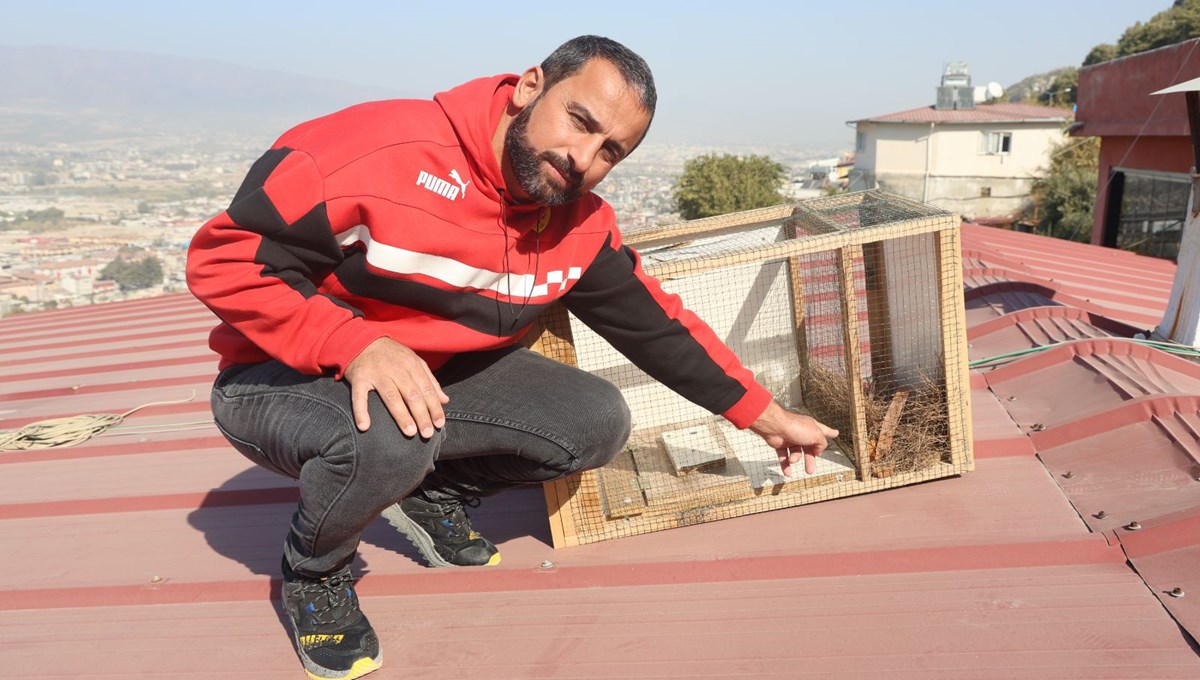 Kümese dadanan sansarla mücadele: 20 günde yakaladı, bir gün elinde tutamadı Kümese dadanan sansarla mücadele: 20 günde yakaladı, bir gün elinde tutamadı