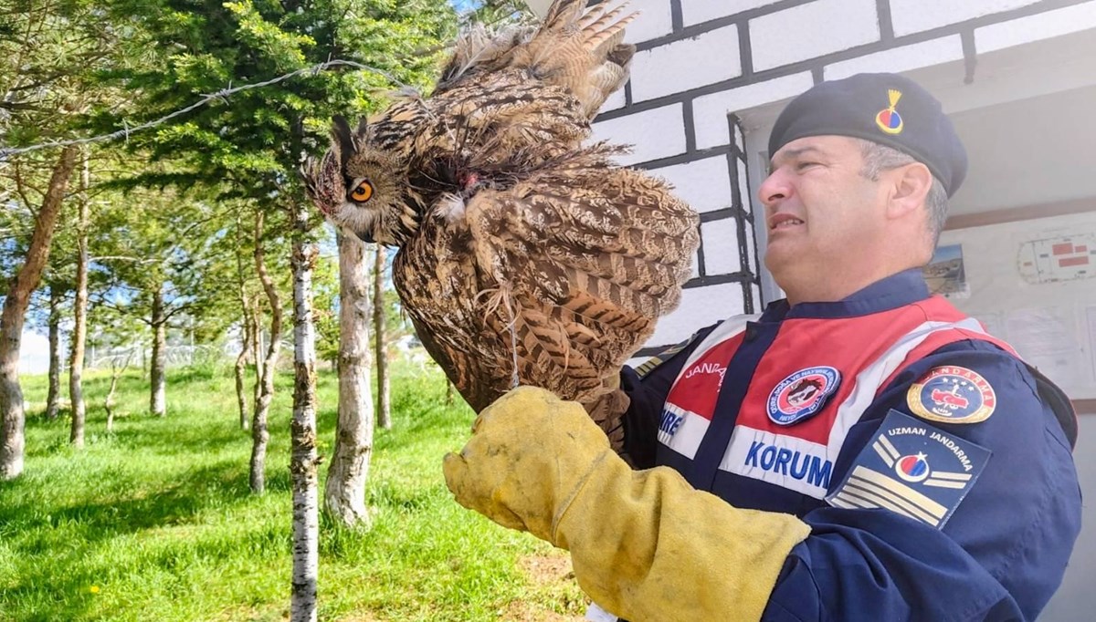 Dikenli tellere takılan puhu tedavi altına alındı