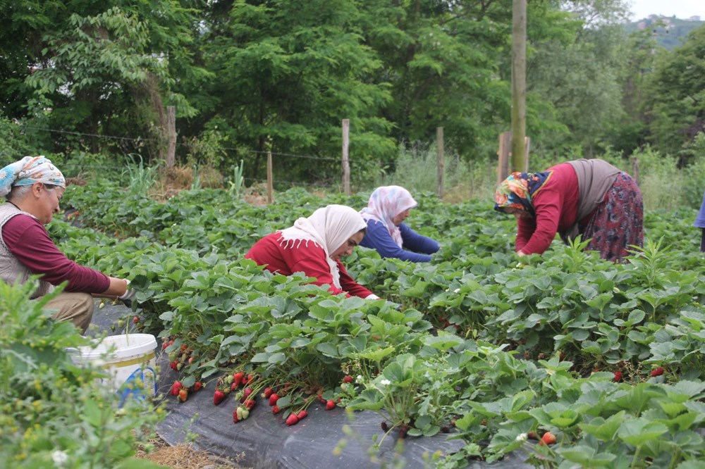 Yılın yarısını tarlada geçiriyorlar: Bakımı ve hasadı sıkıntı 73 uGD4g6RXO0i87yW8mtACGg