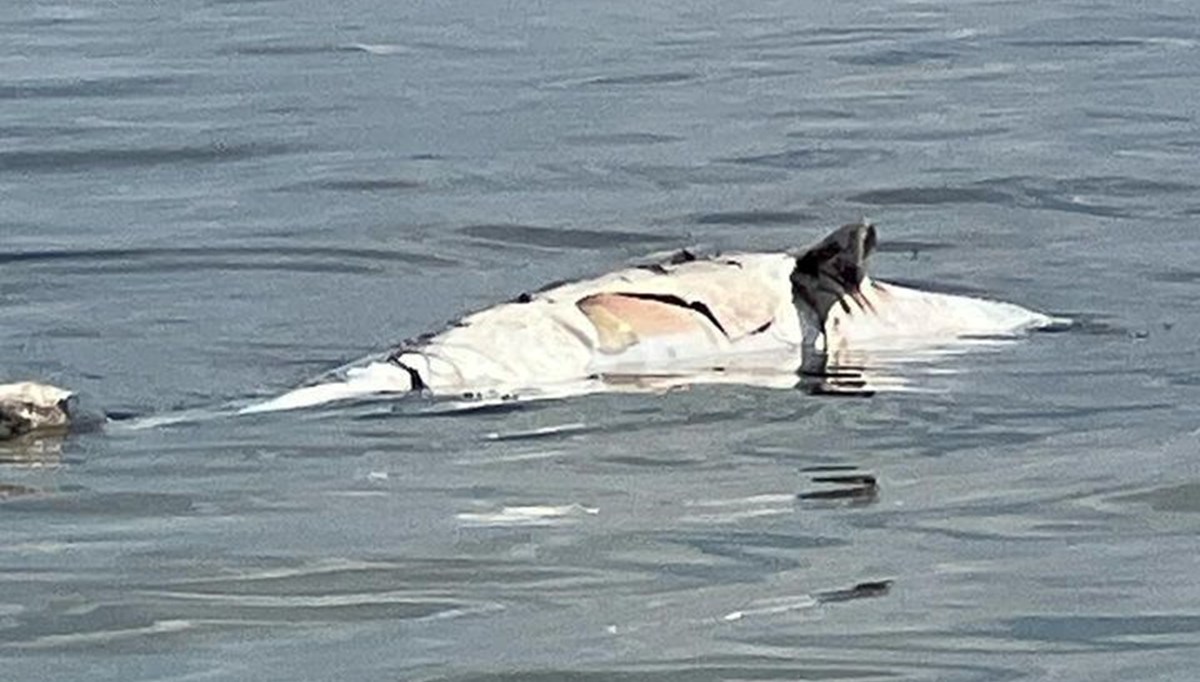 Yalova'da ölü yunus kıyıya vurdu