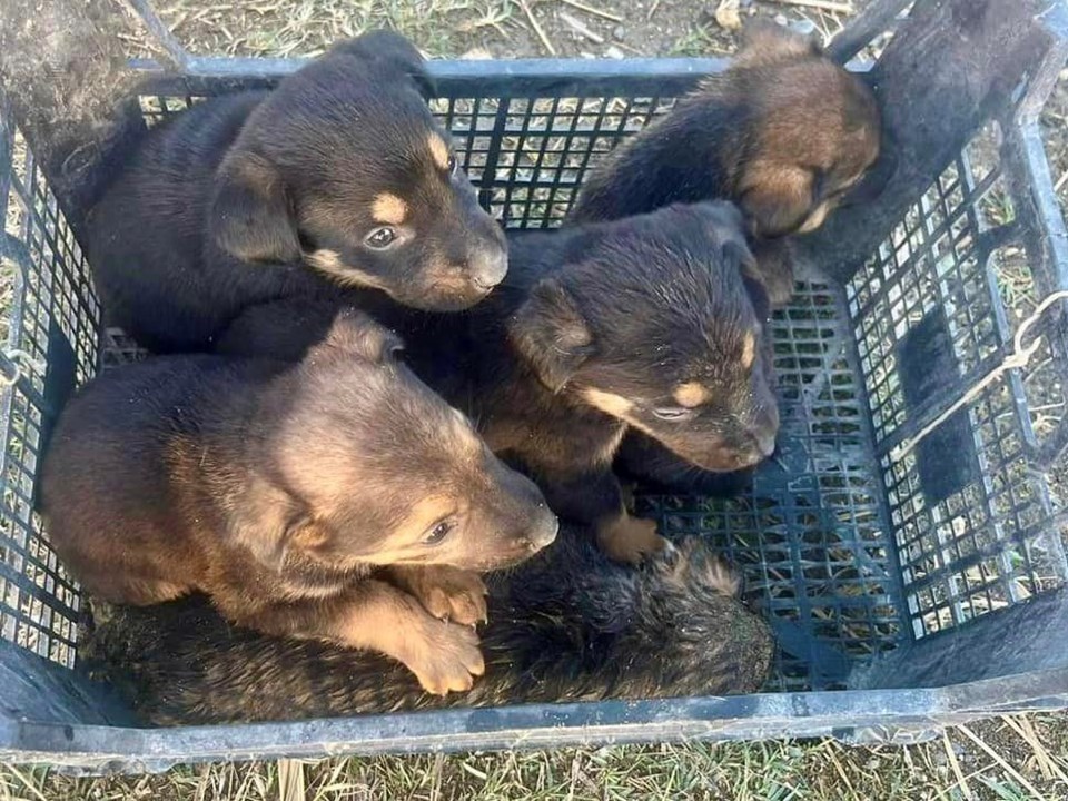 Giderde mahsur kalan köpekler kurtarıldı - 1