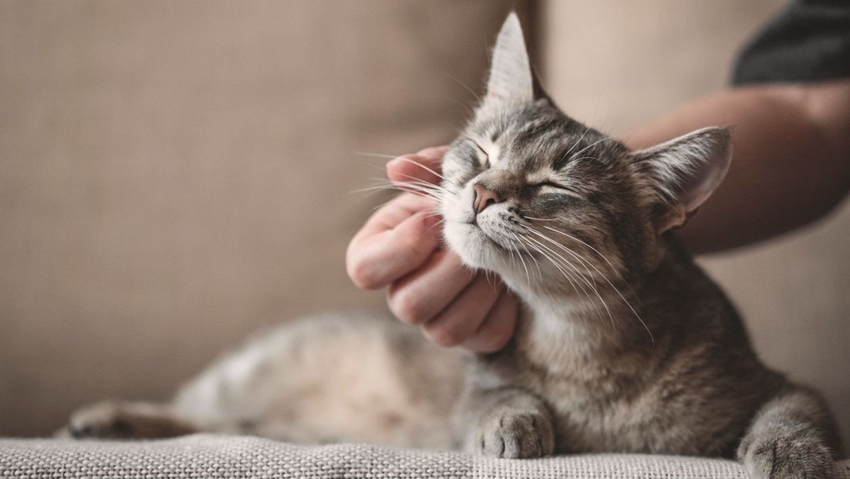 Kedi besleme kavgası için mahkemeden emsal karar çıktı