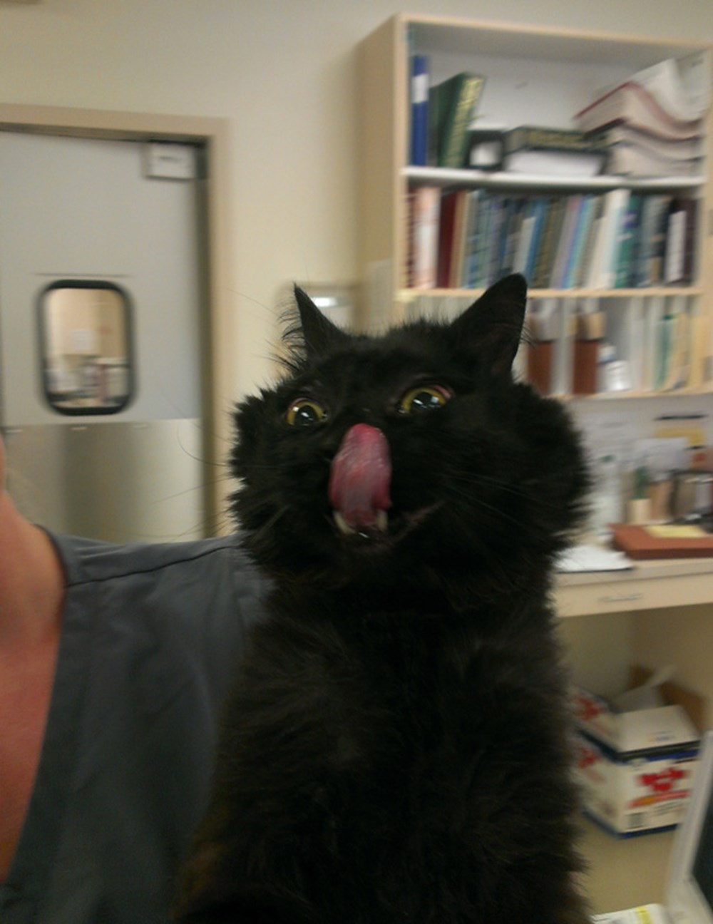 mukemmel zamanlamayla cekilmis kedi