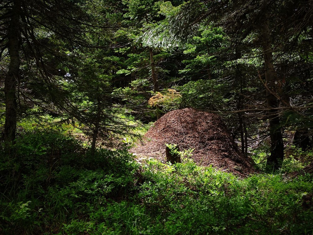 Uludağ’da dev karınca yuvaları - 8