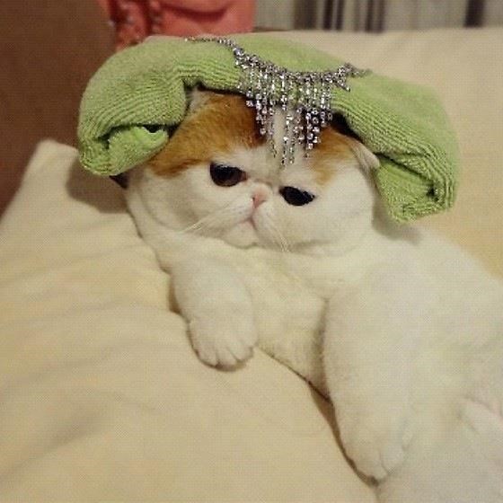 Японская Кошка Фото