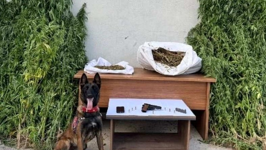 Erzincan'da 204 kök kenevir ele geçirildi