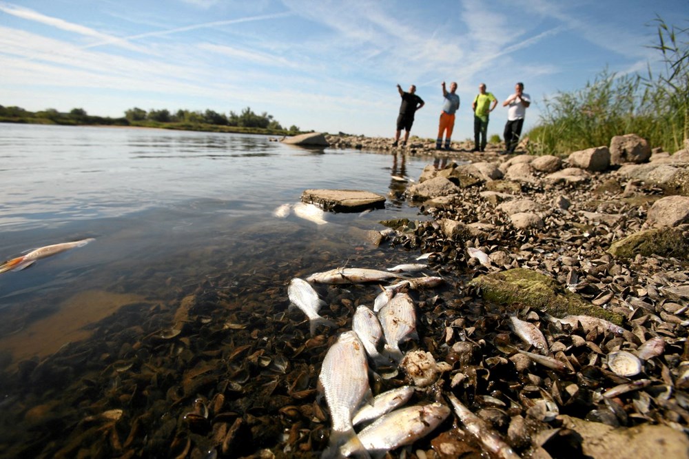Polonya'nın Oder Nehri'nde ekolojik felaket: Binlerce balık nedeni bilinmeyen bir şekilde öldü - 5