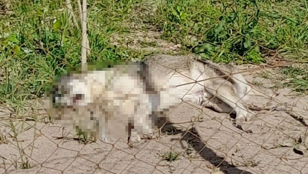 Mamak Belediyesi'nde köpek ölümlerine ilişkin açıklama