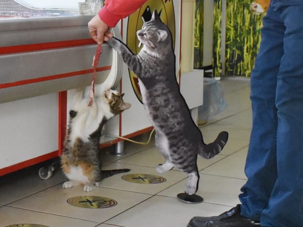 fenomen kedi yesim icin mezar