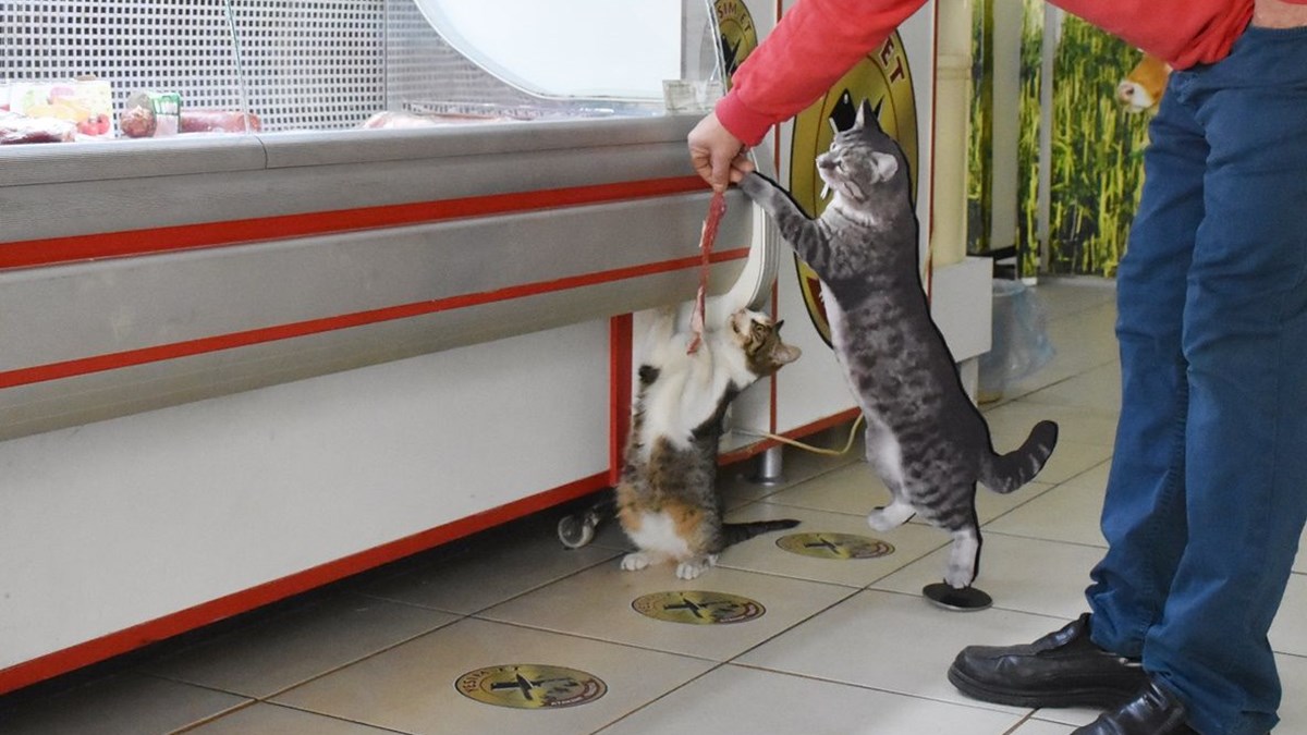 fenomen kedi yesim icin mezar