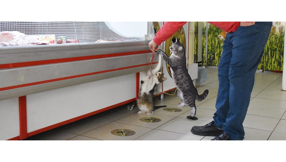 Fenomen kedi "Yeşim" için mezar NTV