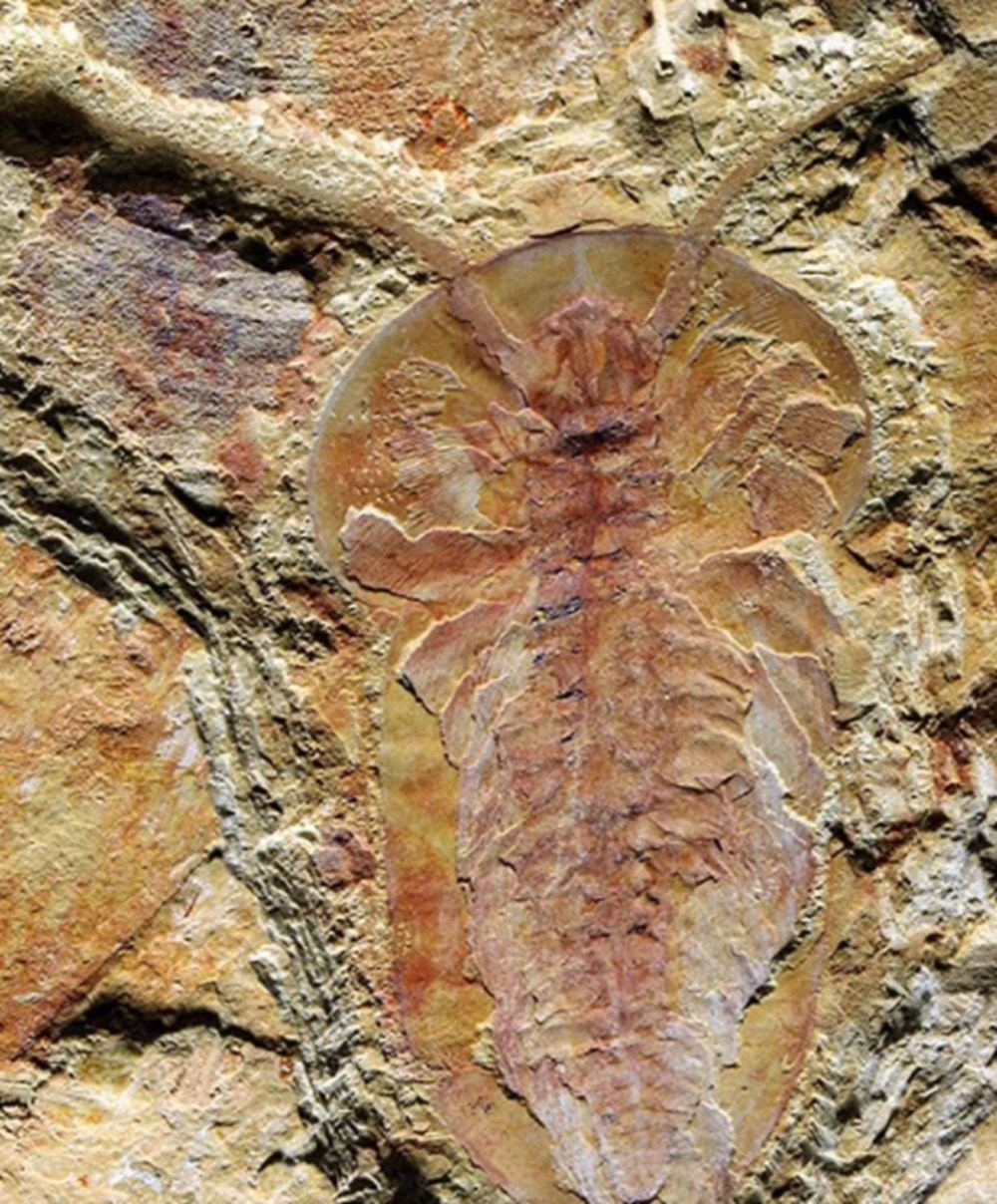 Çin'de 250 hayvan türüne ait 500 milyon yıllık fosiller bulundu - 7