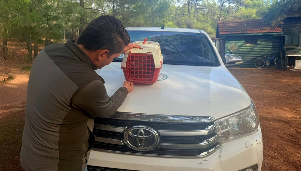 Yasadışı Kınalı Keklik satışına 28 bin TL ceza