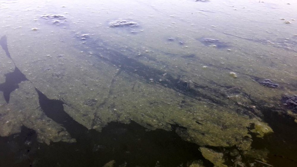 Beyşehir Gölü'nde alg patlaması: Suyun rengi yeşile döndü - 1