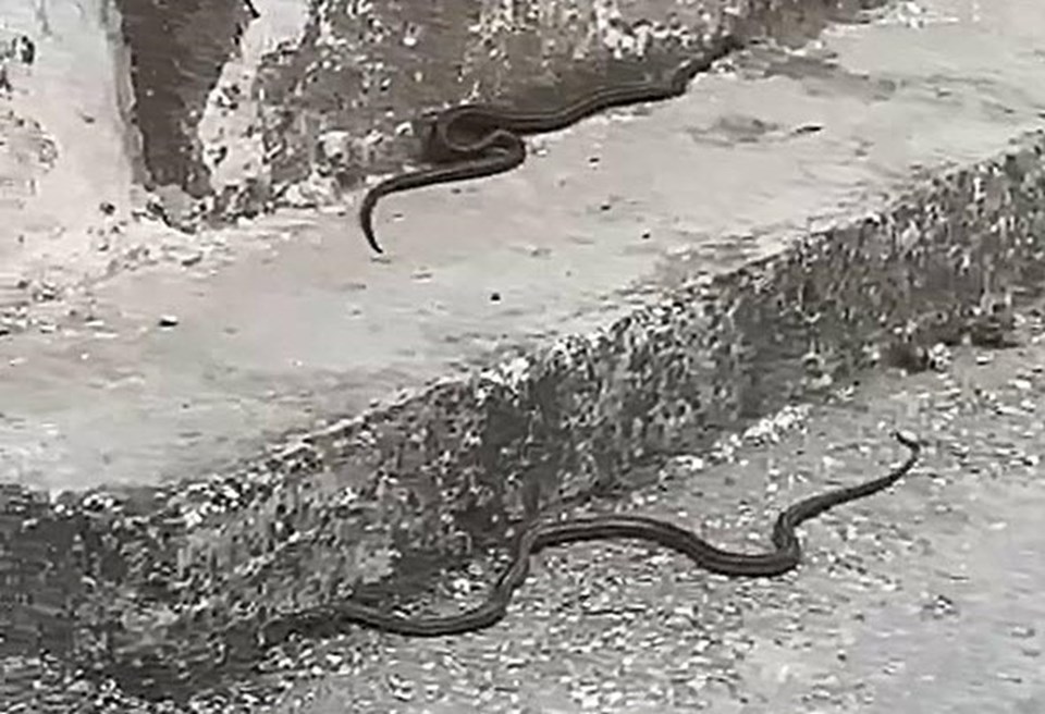 Kuşadası'nda görülen siyah yılanlar endişe yarattı: Kesinlikle öldürmeyin - 2
