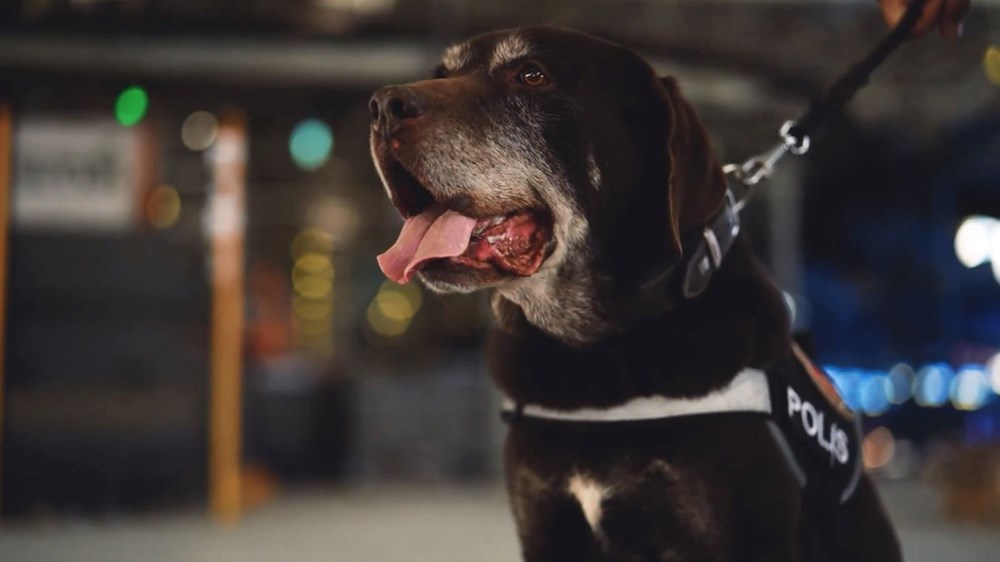 Ankara Emniyeti'nin Efsane Narkotik Dedektörü Toma, Görevine Veda Ediyor! 75 uQGs7o8Emk 5kMhkK9iJUw