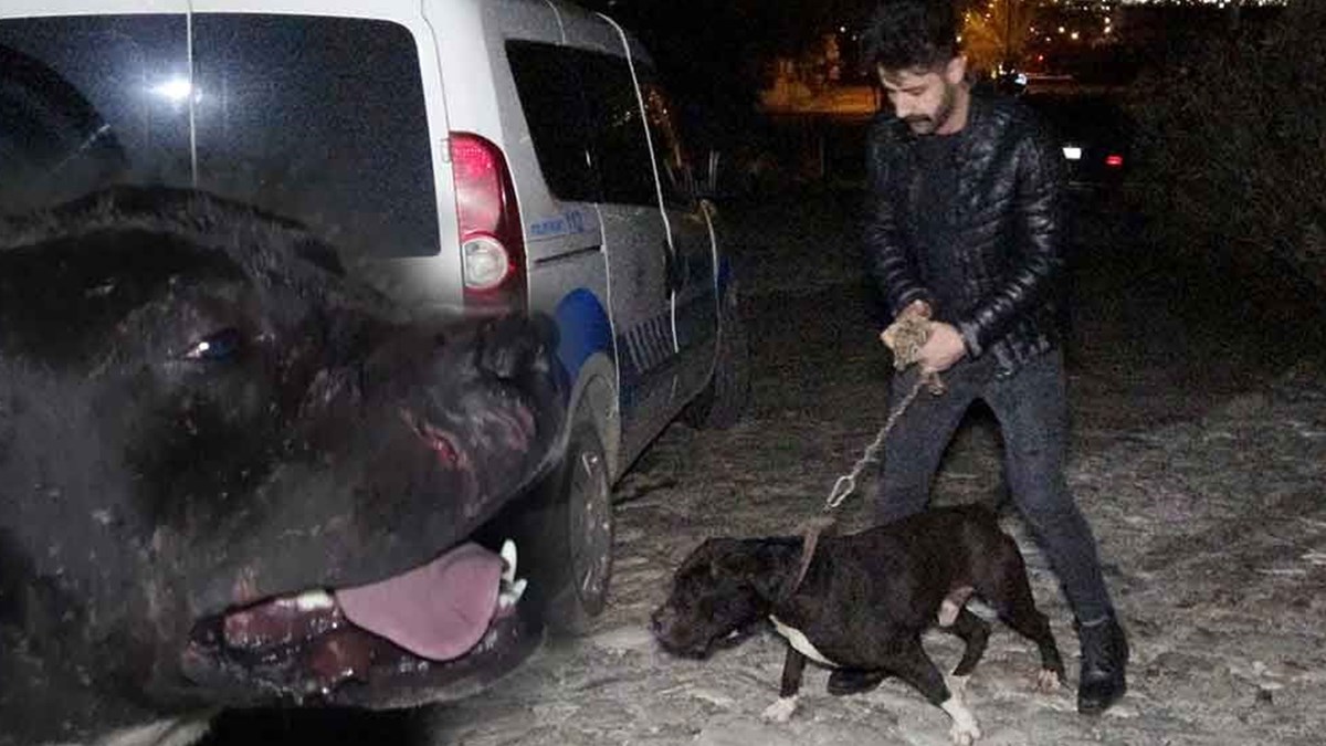 cinsel saldiri zanlisini carlos yakaladi ntv